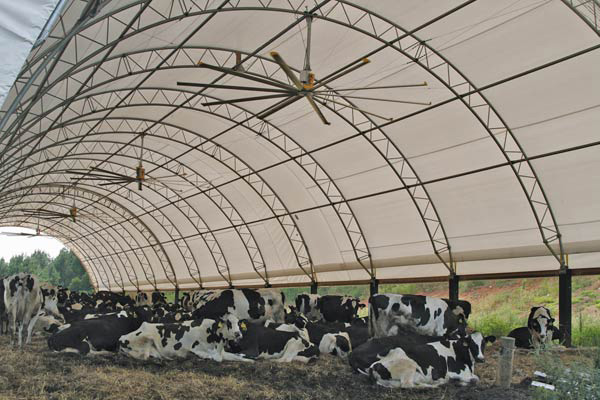 Cattle Building with Giant Fans inside photo