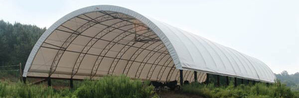 Cattle Building with Giant Fans