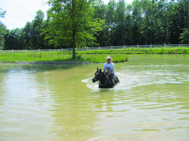 Horse in a water