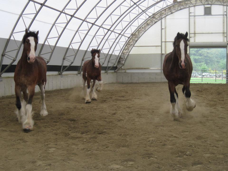 Equine Riding Arena