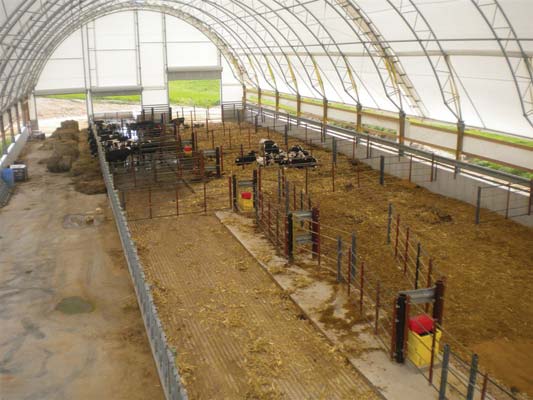 Beef Master System inside with cattle