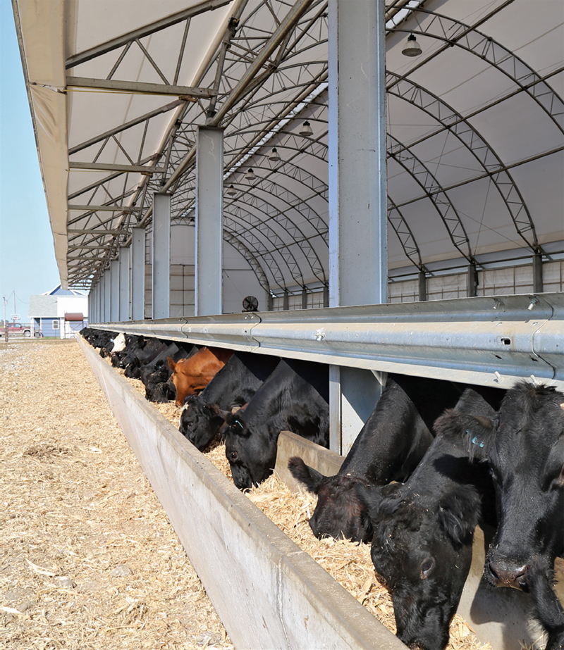 Cattle Feeding in Beef Master System