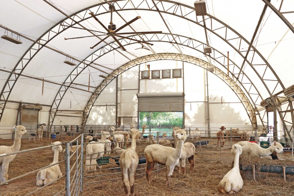 alpacas inside fabric livestock structure